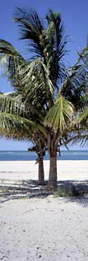 Palm Trees on the beach