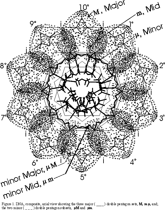 Geometry of DNA, pentagons and pattern combined